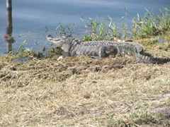 Florida Lake Worth 7 ft alligator