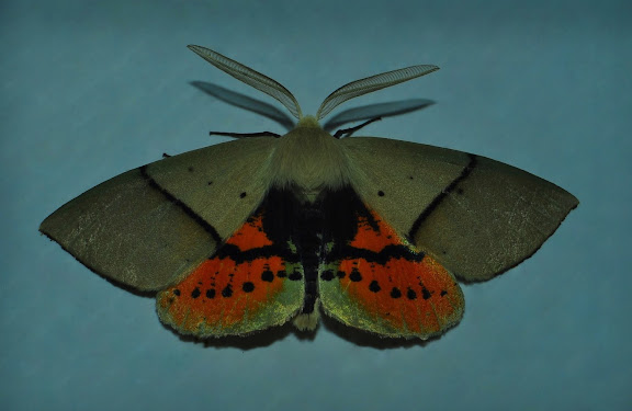 Geometridae d'Australie orientale (N.S.W.) - Geometridae : Oenochrominae : Gastrophora henricaria GUENÉE, 1857, mâle. Umina Beach (NSW, Australie), 3 novembre 2011. Photo : Barbara Kedzierski