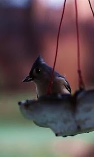 Free Bird Live wallpaper APK