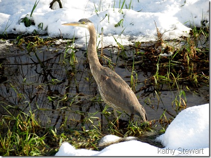 Heron in the ditch