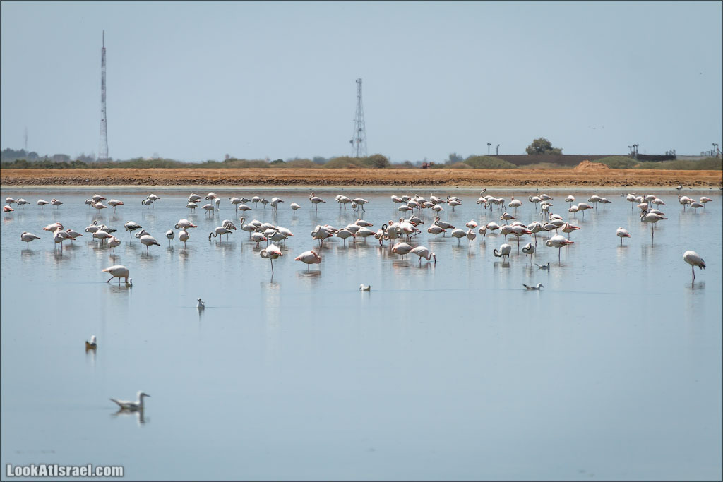 LookAtIsrael.com: Фото-блог о путешествиях по Израилю. Тель Авив, Иерусалим, Хайфа 