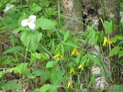 Trillium and Large Flowered Bellwort