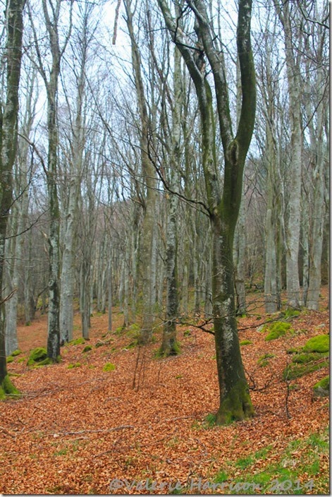 2-beech-woods