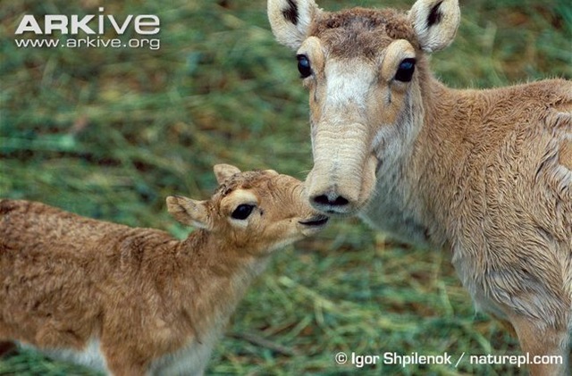 [Saiga-antelope-calf-with-adult-female%255B5%255D.jpg]