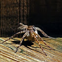 Wolf spider