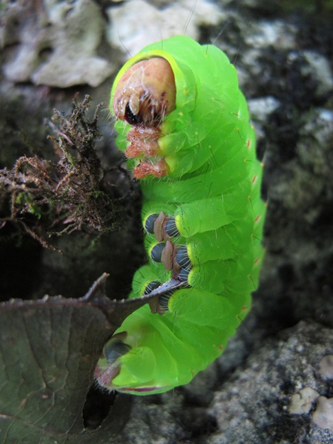 Polyphemus caterpillar underside prolegs