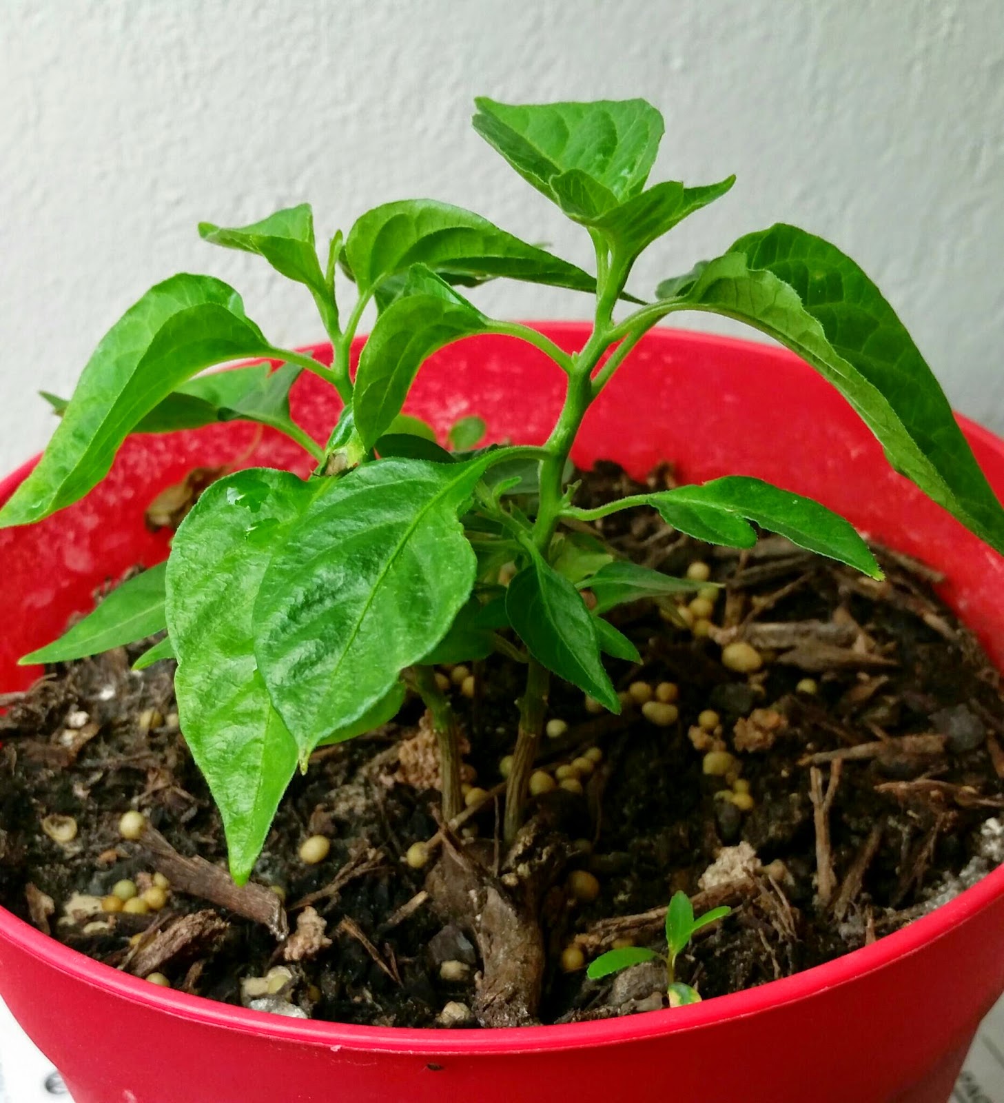 Gartment Aparden: Habanero Seedling