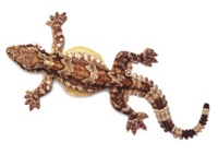 Gecko Ptychozoon intermedium Malagos copy 1