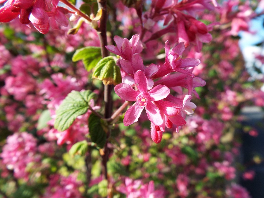 [bright-pink-little-flowers5.jpg]