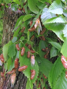 brood 19 cicadas on bush