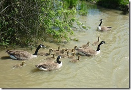 2 families of goslings