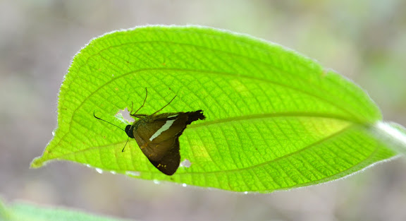 Hesperiidae : Aguna sp. (Guyane). novembre 2011. Photo : M. Belloin