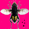 zzz ... Fly Catcher Game icon