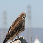 Red-tailed Hawk