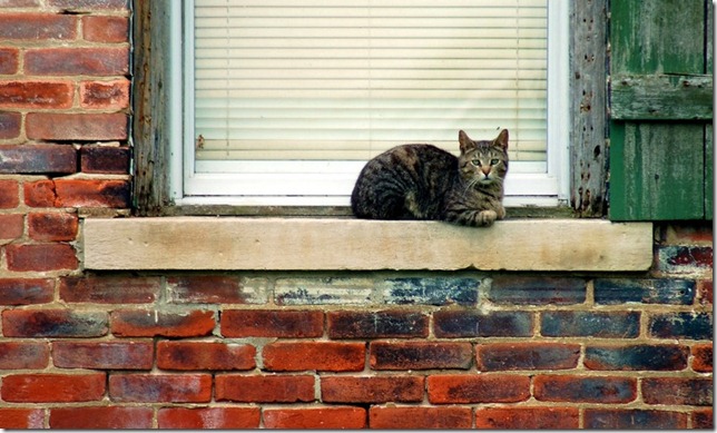 outside the window cat