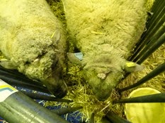 2015.02.26-010 mouton vendéen