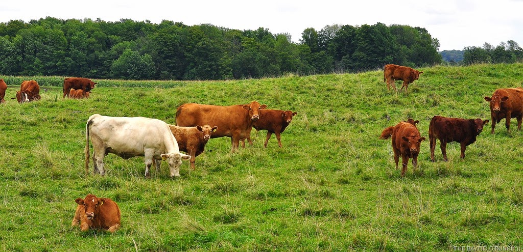 [DSC_0004%255B5%255D.jpg]