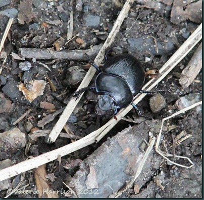 56-dor-beetle