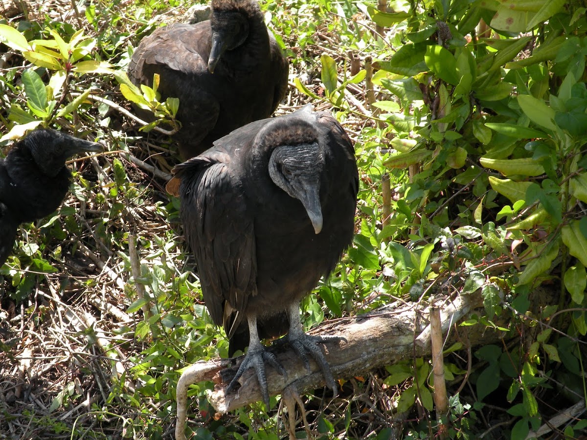 Black headed vulture
