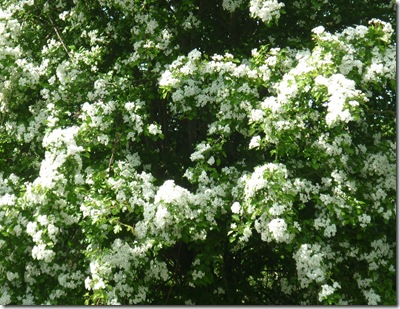 hawthorn blossom n oxford