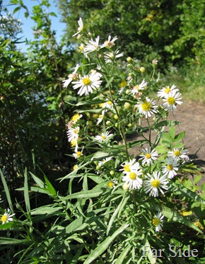 Asters at Cass lake