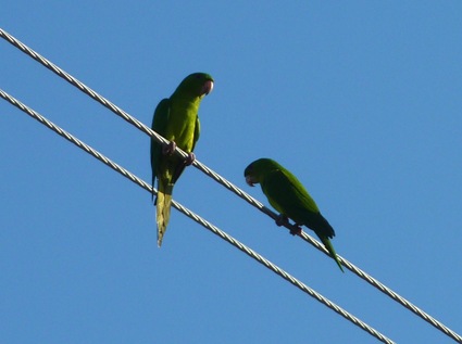 Green Parakeets Mission, Texas 11