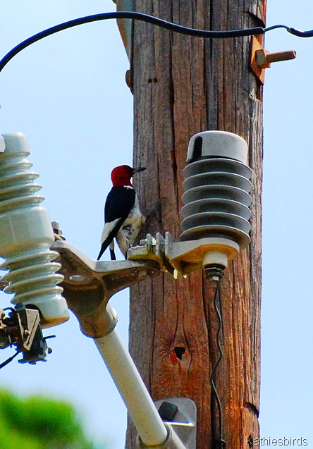 12. redheaded woodpecker  Omaha, TX-kab