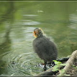 “Maaamaaaaa ...”