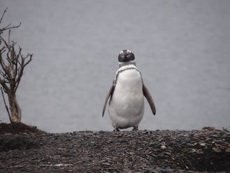 Tara de Foc: Pinguin magelanic
