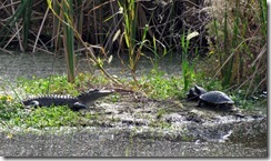 Young gator and old turtles
