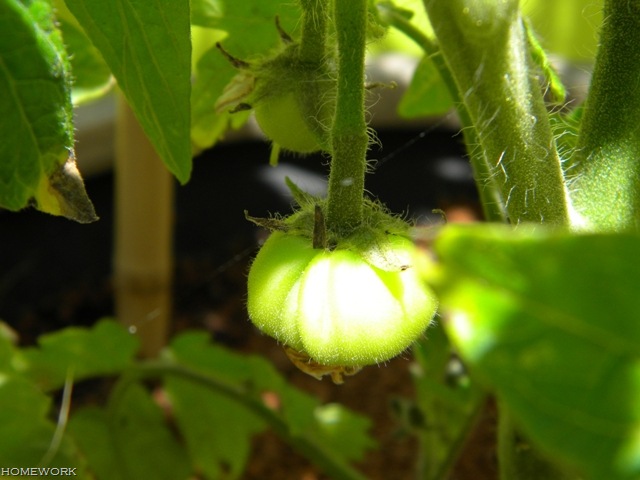 [Spring%2520tomato%255B5%255D.jpg]