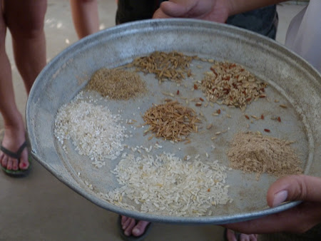 Imagini Delta Mekongului: tipuri de orez