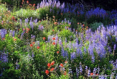 Lupine and Indian Paintbrush