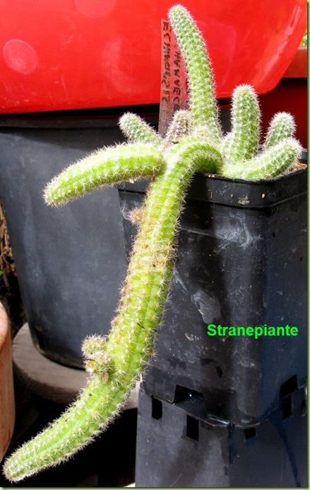 5 Echinopsis chamaecereus 3-10