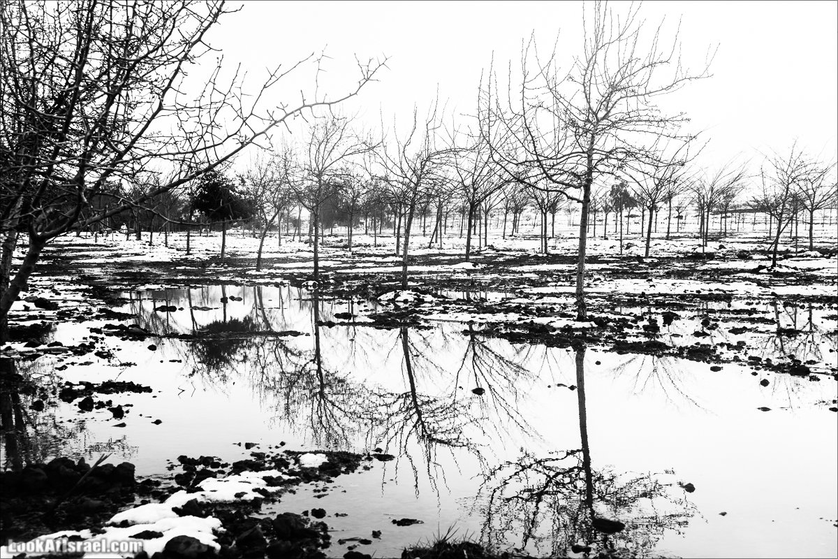 LookAtIsrael.com | Снег в Израиле, Голанские высоты и Галилея | Snow in Israel, Golan Heights and Galilee | שלג בישראל, רמת הגולן וגליל