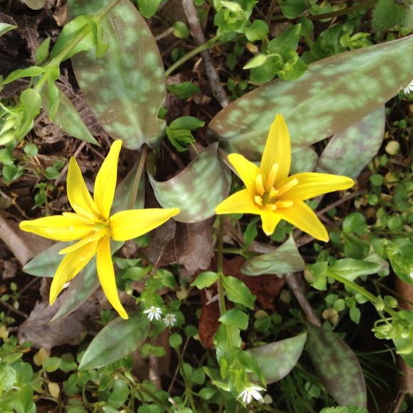 Yellow trout lily Project Noah