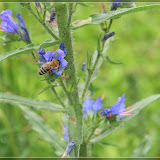 '...und noch hier gesammel'