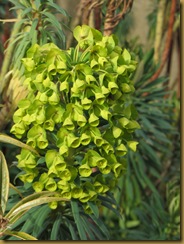 IMG_0077 Euphorbia