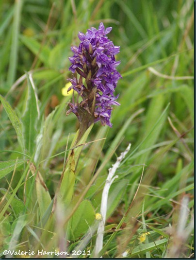 39-Northern Marsh-orchid Dactylorhiza purpurella