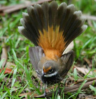 Burung kipasan yang menawan burung kipasan
