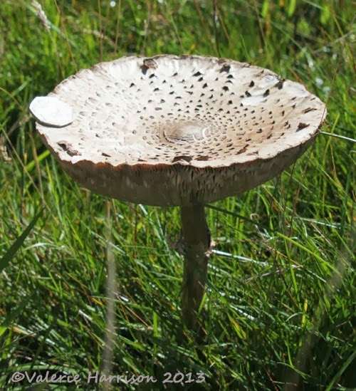 [32-parasol-mushroom2.jpg]