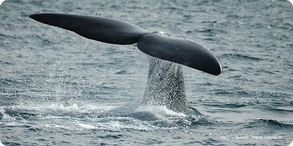 ballena-25 ballena-25