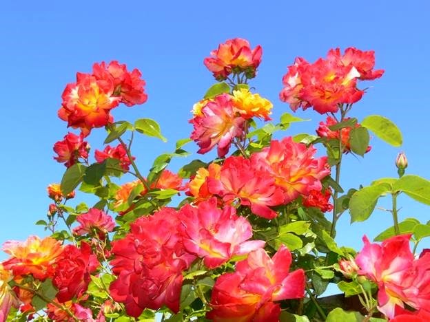 [clip_image002%255B4%255D.jpg]