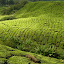 Plantacje herbaty – BOH – Sungai Palas Tea Estate