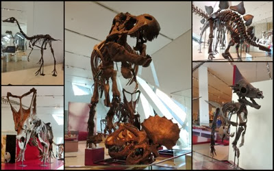 Tyranasarus rex collage