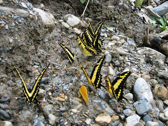 Papilio thoas cinyras MÉNÉTRIÉS, 1857. Rio Broncini (alt. : 600 m) au nord-ouest de Caranavi (Bolivie), 16 janvier 2004. Photo : Peter Møllmann