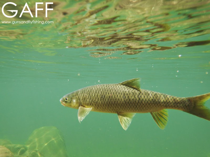 lesotho-yellowfish-flyfishing-trout (10).jpg
