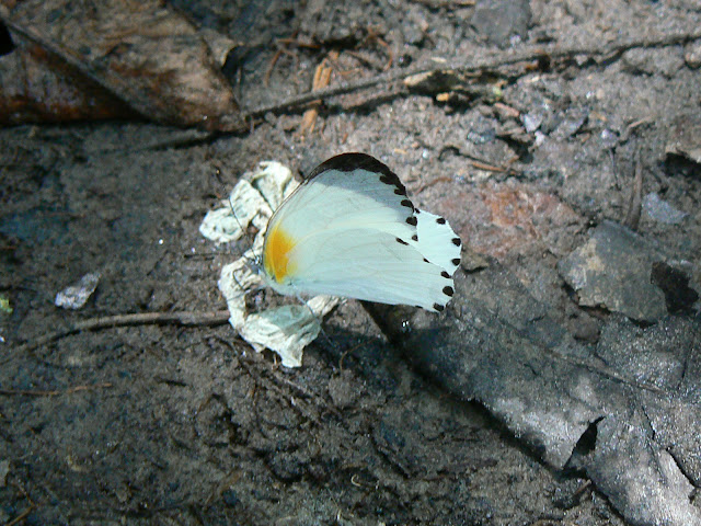 Probablement Mylothris continua TALBOT, 1944, mâle. Ebogo (Cameroun), 20 avril 2013. Photo : C. Renoton