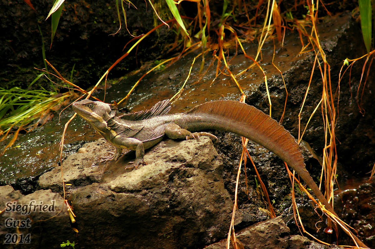 Common Basiliscus