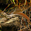 Common Basiliscus
